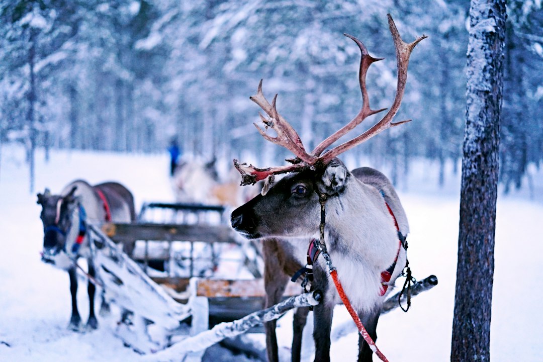 Finland highlight