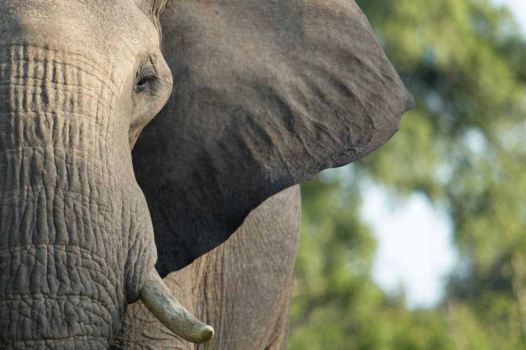 South Africa, Zimbabwe and Botswana scenery