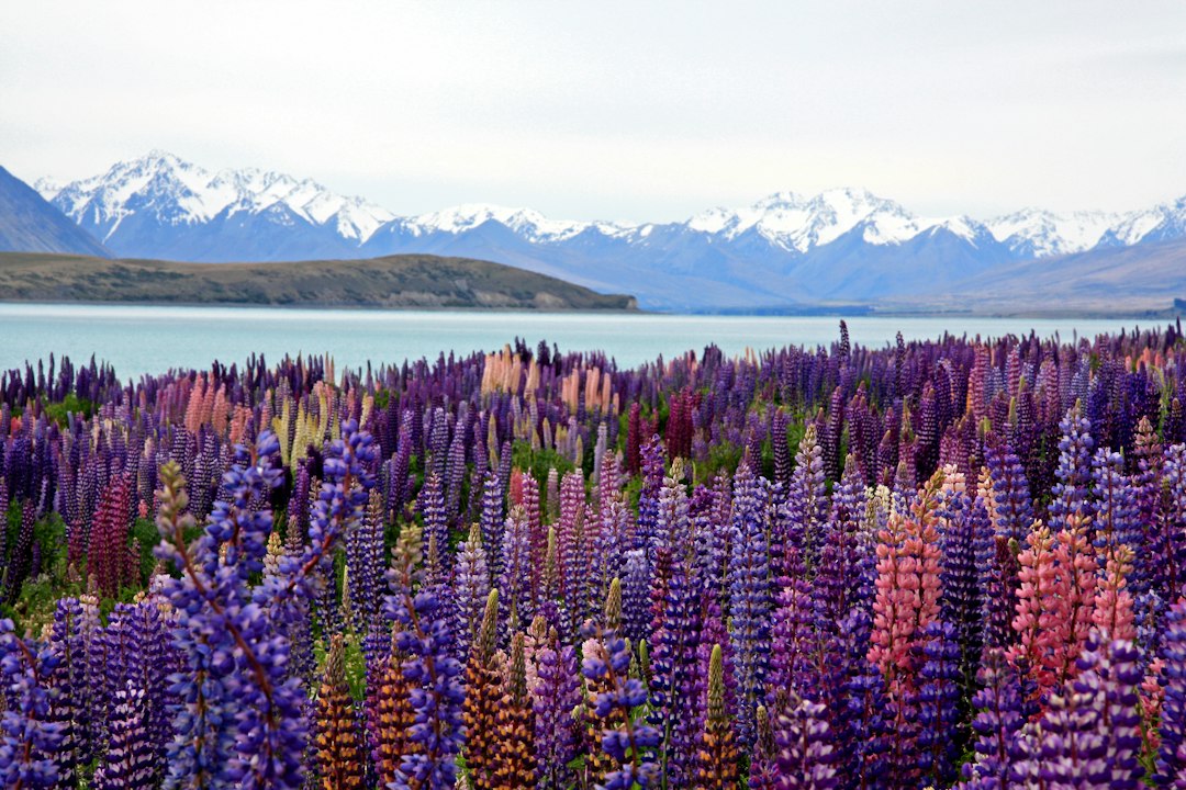 New Zealand travel